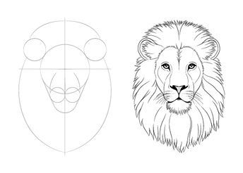 Step-by-step lion drawing tutorial showing initial basic shapes and the final detailed lion head sketch.