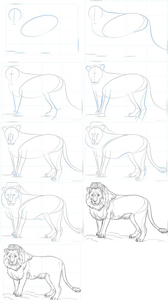 Step-by-step guide on how to draw a lion, from basic shapes to detailed sketch, illustrated in a 9-panel sequence.