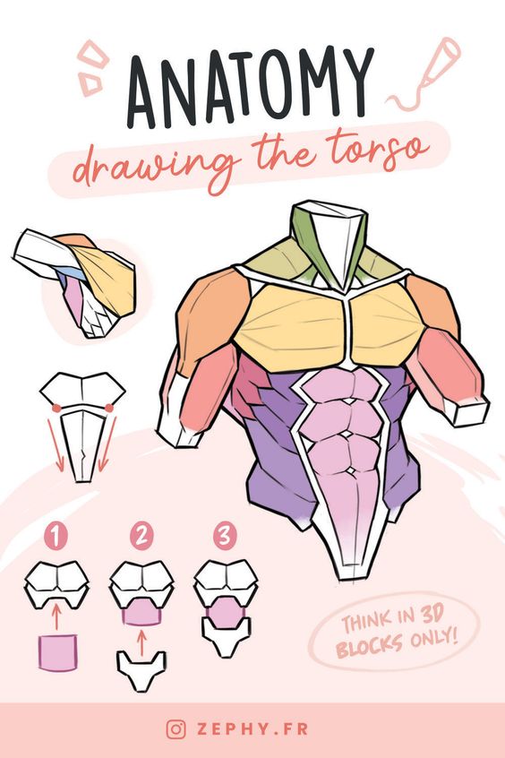 Anatomy illustration showing step-by-step guide to drawing a torso using 3D blocks, emphasizing muscle structure.
