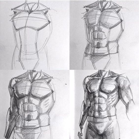 Step-by-step sketch of a muscular male torso, illustrating the drawing process from outline to detailed shading.