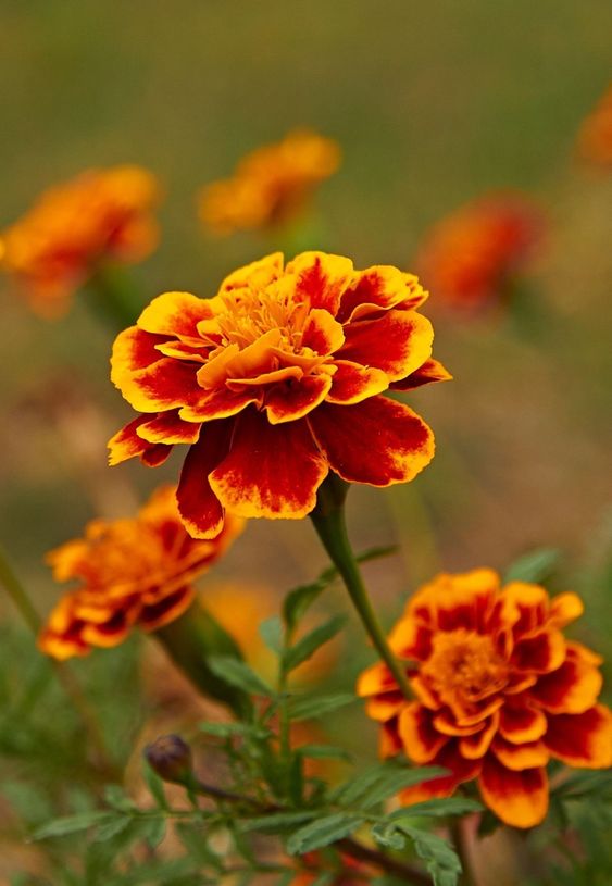 Vibrant orange-and-red marigold flowers blooming in a garden, showcasing their colorful petals against a blurred background.