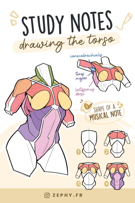 Study notes on drawing a torso with labeled muscles and step-by-step guide, showing coracobrachialis, teres major, latissimus dorsi.