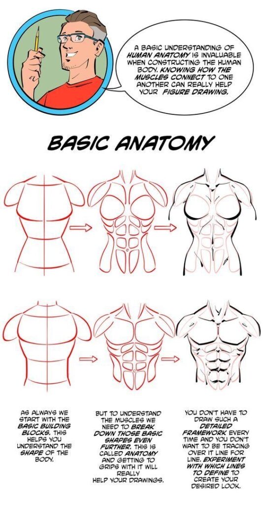Step-by-step guide to drawing human anatomy, highlighting muscle structure and connection for improved figure drawing.