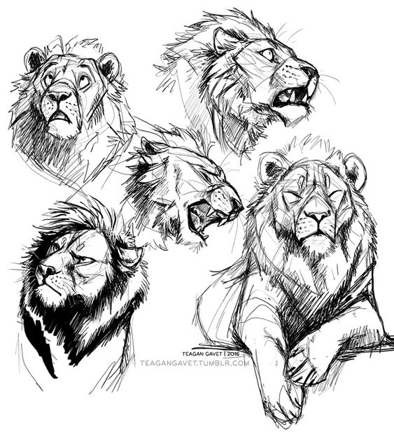 Sketches of male lions in different poses and expressions, including roaring, pensive, and resting.
