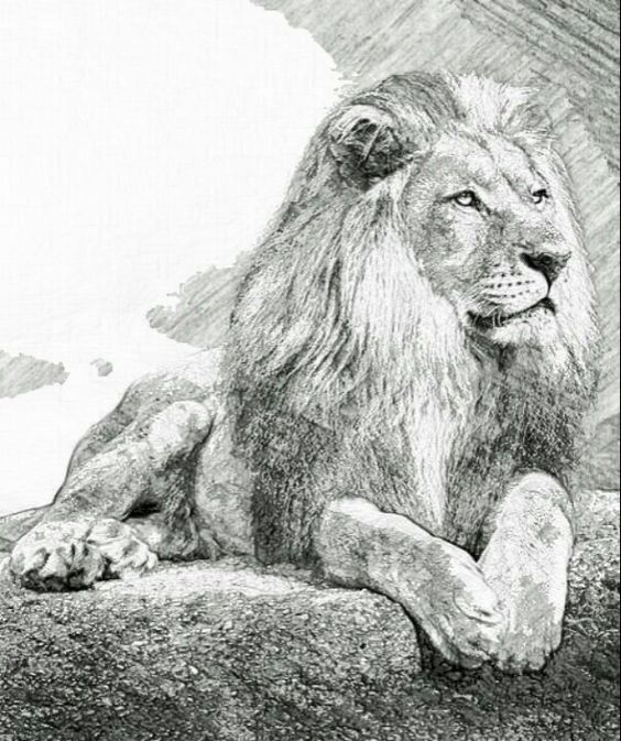 Hand-drawn illustration of a majestic lion lying on a rock, showcasing intricate details and a proud expression.