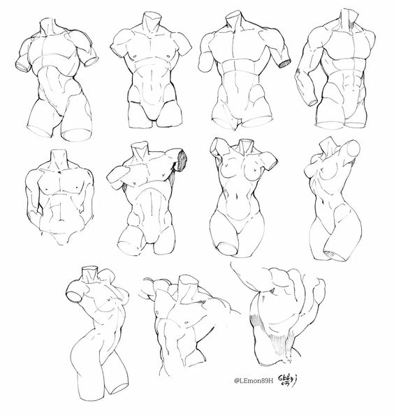 Hand-drawn anatomical sketches of male and female torsos in various poses, focusing on muscle structure and body form.