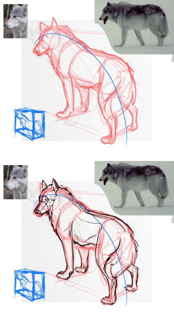 Wolf drawing tutorial showing progress from basic sketch to detailed outline with reference images of real wolves.