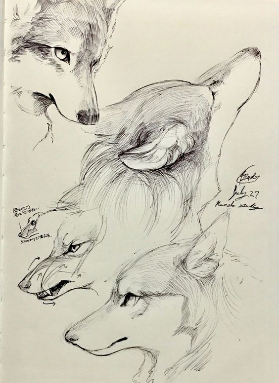 Detailed wolf sketches showcasing different facial expressions and angles. Hand-drawn art with intricate pen strokes and shading.