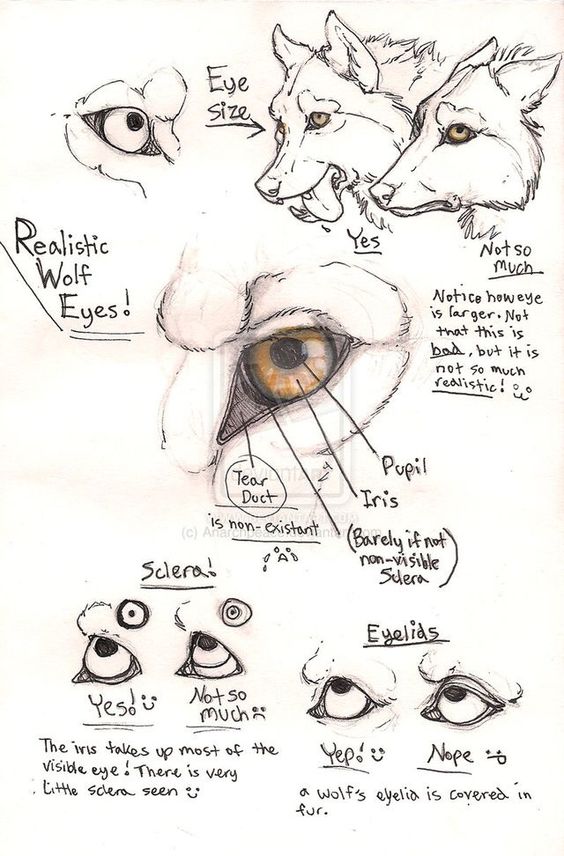 Detailed wolf eye anatomy illustration with notes on eye size, pupil, iris, sclera, tear duct, and eyelids for realistic drawing.