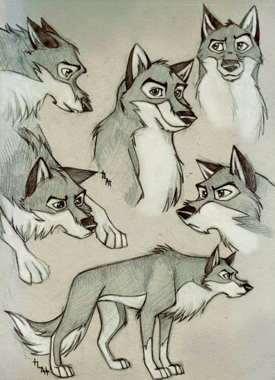 Sketches of a cartoon wolf in various poses and expressions, showcasing detailed pencil drawing artwork.