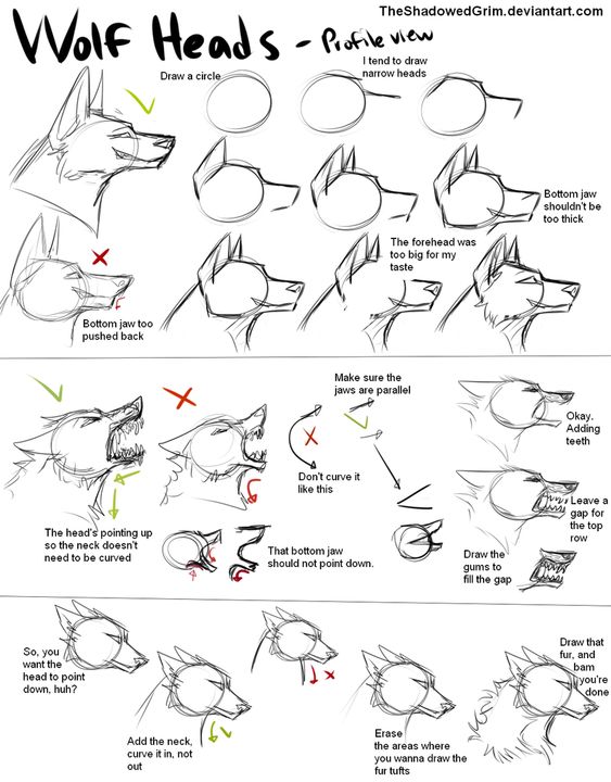 Step-by-step guide to drawing wolf heads in profile view with tips for accurate anatomy and avoiding common mistakes.