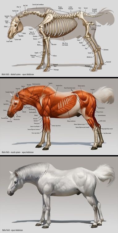 Image comparing the equine skeleton, muscle system, and exterior anatomy of a horse for educational purposes.