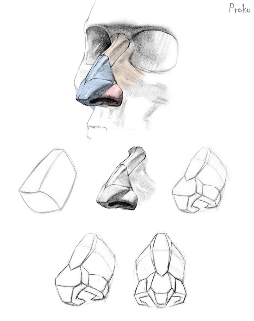 Anatomical sketches and illustrations of the human nose structure showing different angles and shading techniques.