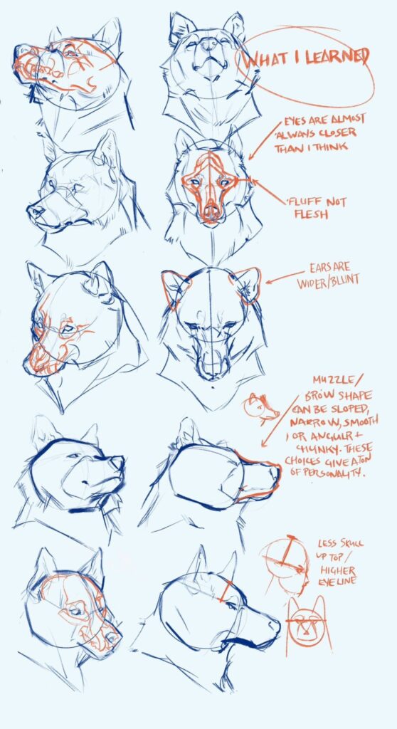 Sketches of dog heads showing different angles and anatomy tips on features like eyes, ears, muzzle, and fluff details.