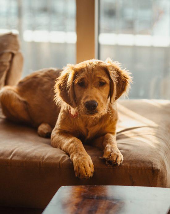 Golden Retriever puppy lounging on a sofa, basking in warm sunlight from a nearby window. Cute dog relaxing indoors.