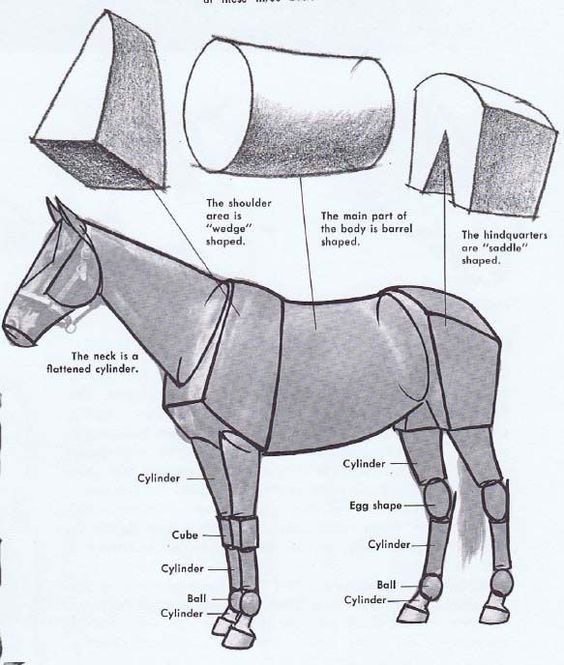 Anatomy of a horse using geometric shapes: wedge, cylinder, barrel, saddle, cube, ball, and egg shapes illustrating body parts.