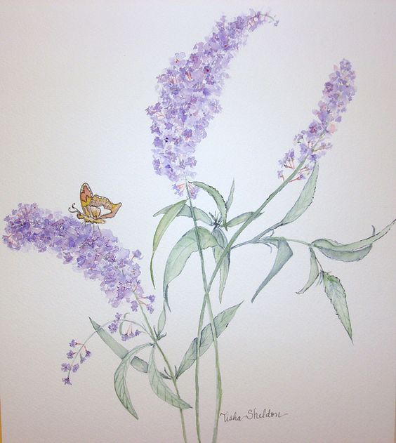 Watercolor painting of lavender flowers with a brown butterfly perched on a blossom, detailed leaves and stems in soft hues.