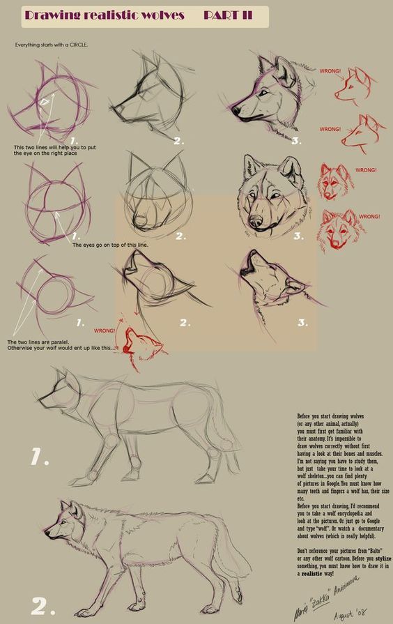 Step-by-step guide on drawing realistic wolves, illustrating the correct and incorrect ways to sketch wolf heads and bodies.