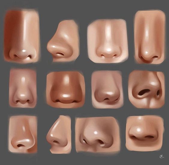 Illustration of various human noses in different shapes and sizes, used for art and character design reference.