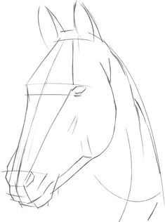 Simple sketch of a horse head in profile, showing basic outlines and features. Ideal for illustrating drawing tutorials or equine art.