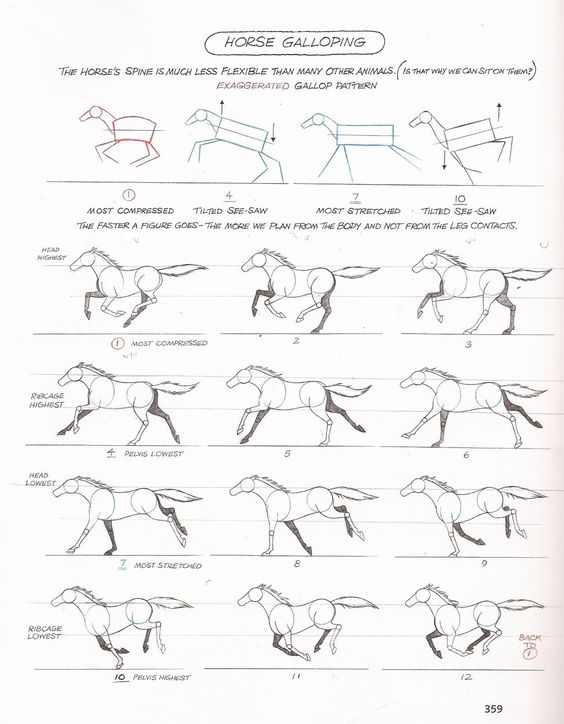 Illustrated diagram showing the different stages of a horse galloping, noting the spine's flexibility and body posture changes.