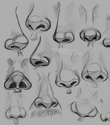 Hand-drawn sketches of various human noses from different angles on a grey background with detailed shading and lines.