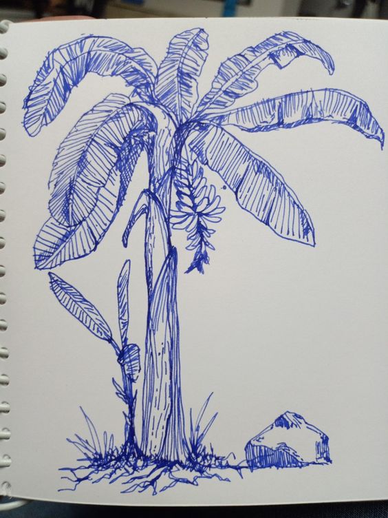 Blue ink sketch of a tropical plant with broad leaves drawn on a spiral notebook page. Hand-drawn botanical illustration.