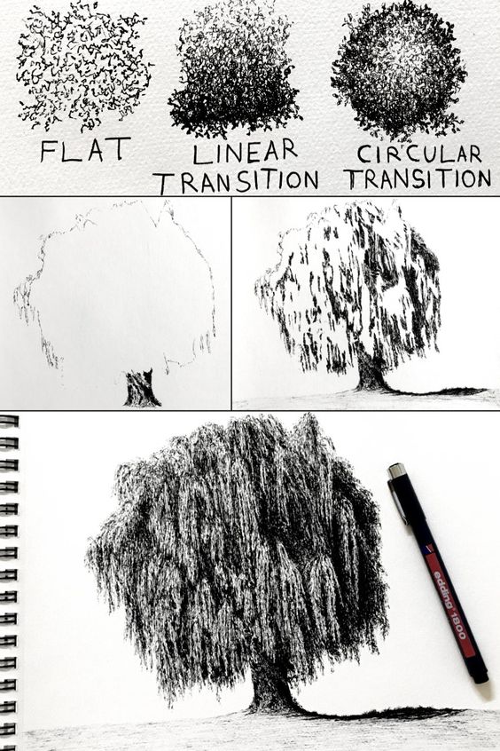 Step-by-step willow tree drawing in different transitions: flat, linear, circular, progressing from sketch to detailed artwork.