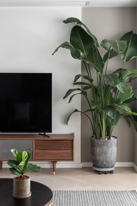 Modern living room with large indoor plant, TV on wooden stand, and small plant on round table for cozy home decor.