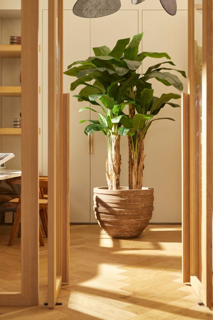 Large potted green plant in a modern wooden-furnished room with natural sunlight illuminating the space.