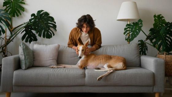 Person petting a dog on a gray sofa in a modern living room with green plants and a white lamp.