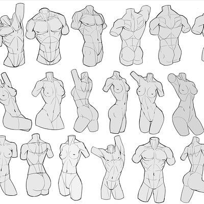 Sketches of various male and female torso anatomy, showcasing different muscular structures and poses for drawing reference.