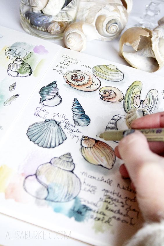 Sketchbook with hand-drawn seashells being colored, surrounded by real seashells and a jar filled with shell collection.