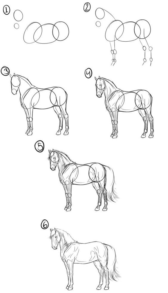 Step-by-step guide illustrating how to draw a horse from basic shapes to detailed sketch in six stages.