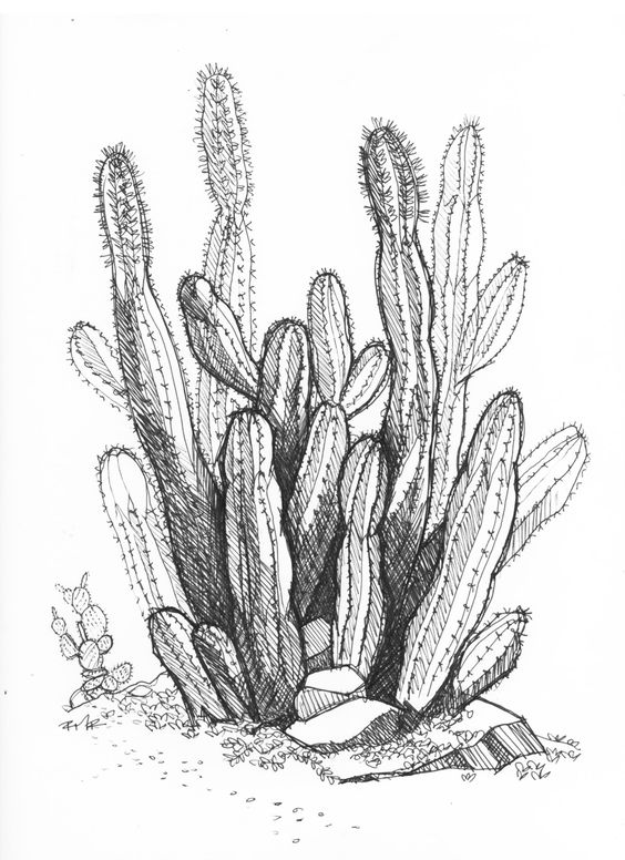 Black and white cactus illustration, detailed sketch showing intricate lines and texture of desert plants.