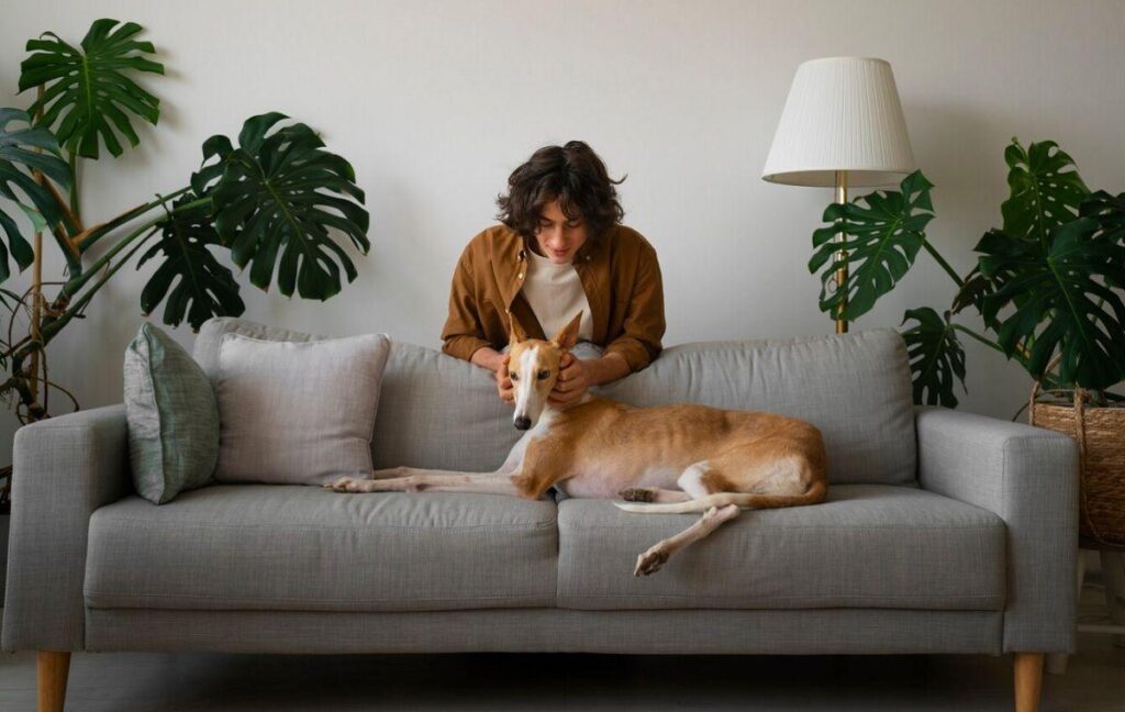 Person petting a relaxed dog on a grey sofa, surrounded by green indoor plants in a cozy living room setting.