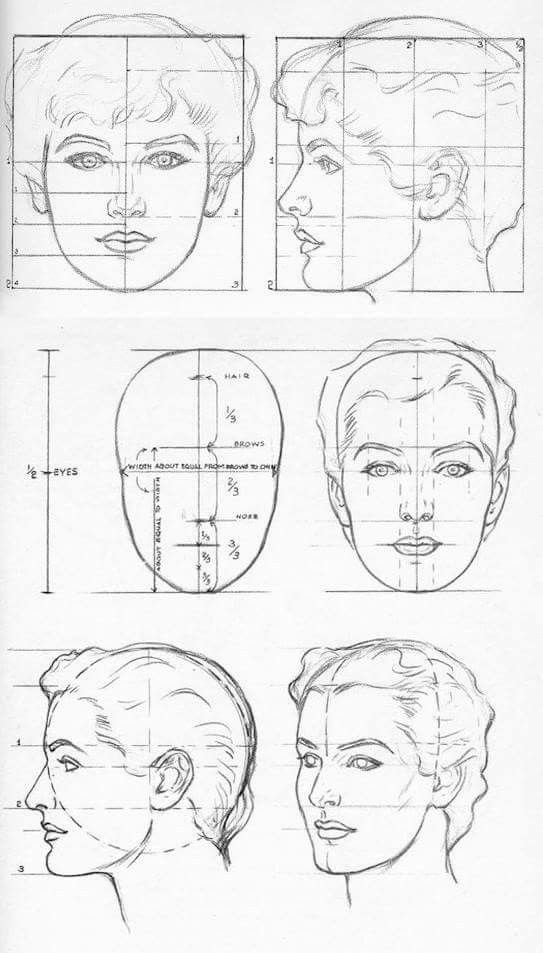 Drawing tutorial showing proportions of the human face from different angles including front and side views.