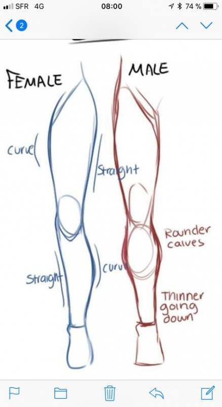 Illustration comparing male and female leg shapes, noting curves, straight lines, rounder calves, and thinner structure as distinctions.