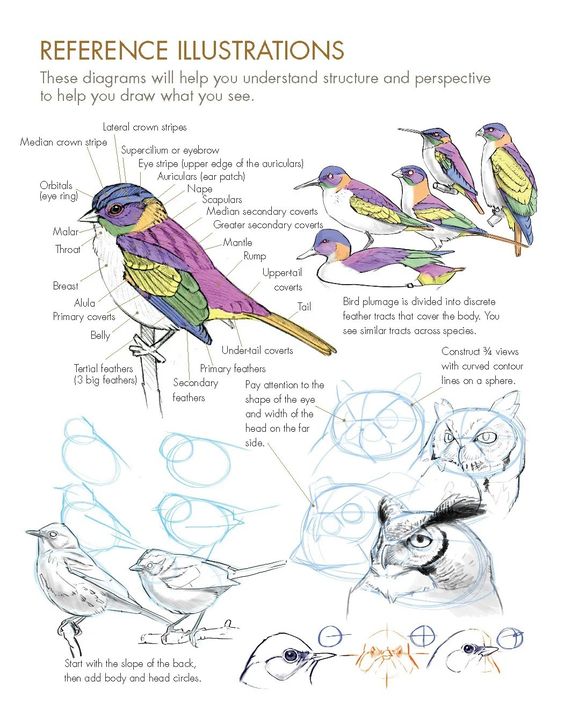 Reference illustrations for drawing birds, showing structure, anatomy, and perspective with labeled parts and sketching tips.