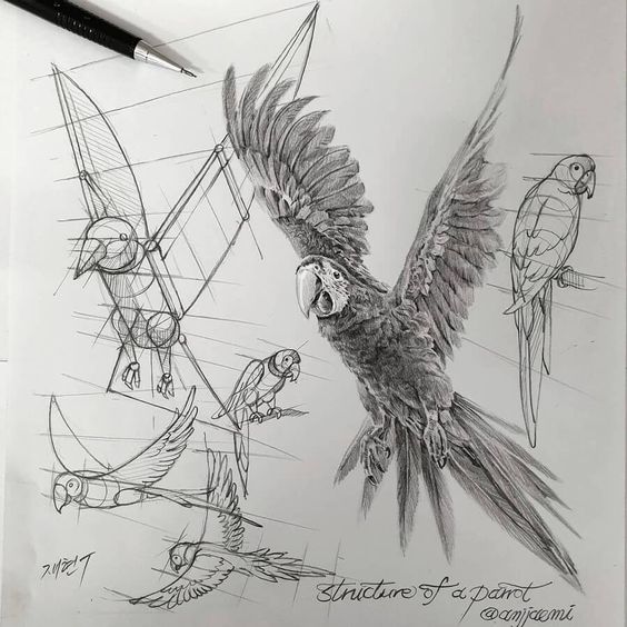 Detailed pencil sketches of a parrot, showing various angles and the structure of the bird. Ballpoint pen nearby. Tags: parrot drawing, art.