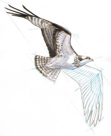 Illustration of an osprey in flight with detailed wings and feathers, showcasing the bird's majestic appearance and grace.