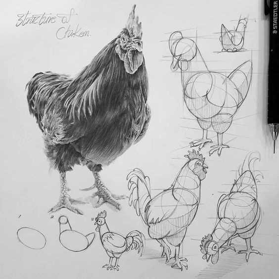 Detailed chicken sketches and realistic illustration with different drawing stages on a white background with pencil.