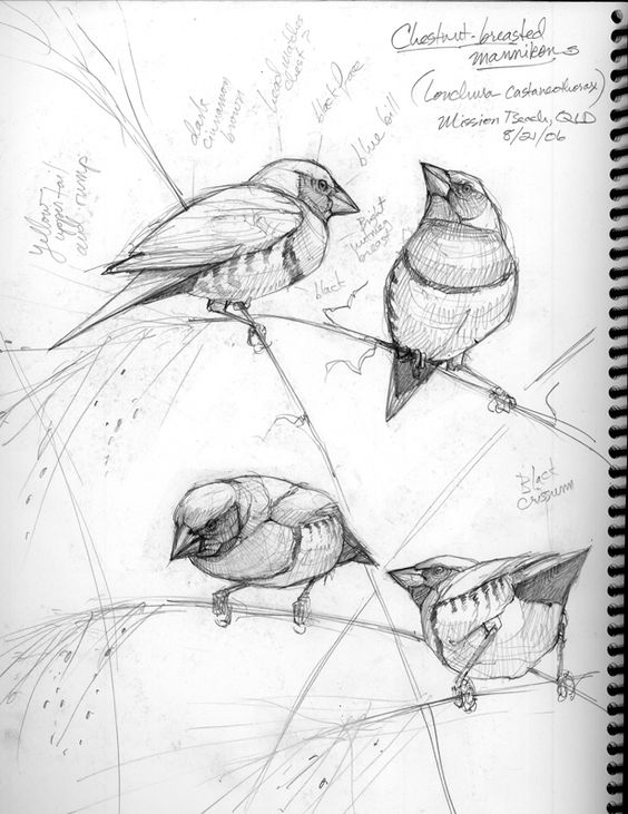 Sketch of Chestnut-breasted Mannikins on twigs with labeled details, drawn in Mission Teacls, QLD on 8/2/06.