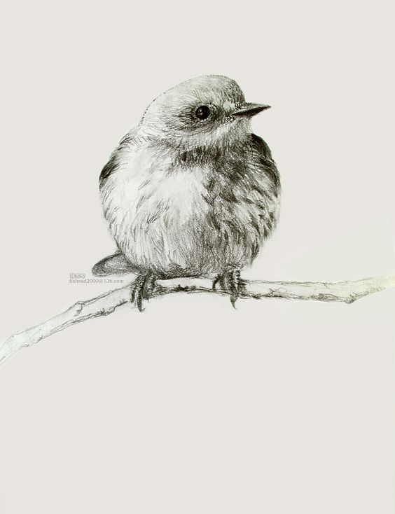 Pencil sketch of a small bird perched on a branch, capturing intricate feather details and soft textures.