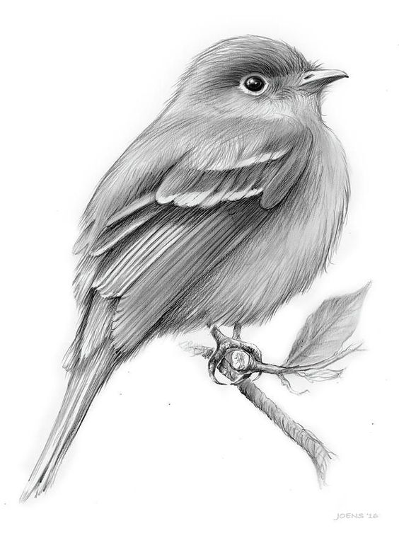 Pencil drawing of a bird perched on a branch, showcasing detailed feathers and realistic textures.