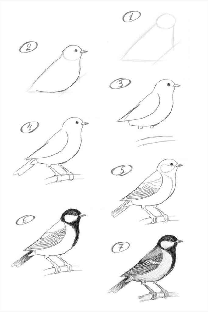 Step-by-step guide to drawing a bird, with seven stages from basic shapes to detailed sketch.