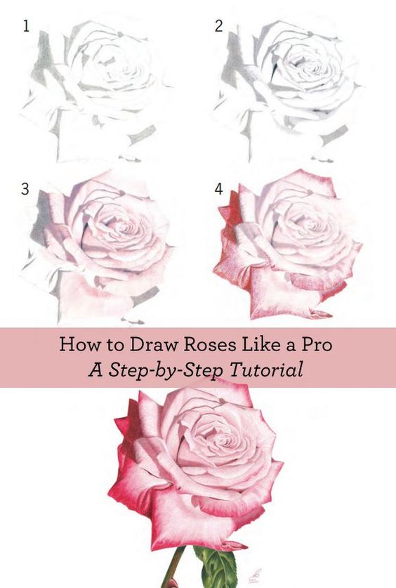 Step-by-step guide on drawing roses: a four-step progression from sketch to fully colored rose illustration.