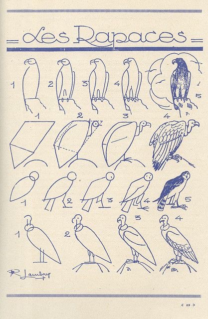 Step-by-step drawing guide on how to sketch birds of prey, showing different stages from simple shapes to detailed forms.