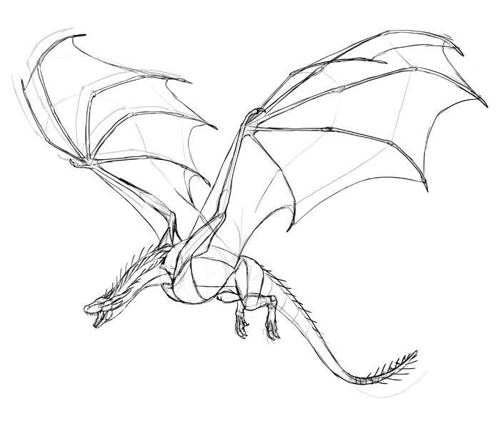 Sketch of a dragon in flight with detailed wings and body structure, showcasing fantasy art and majestic mythical creatures.