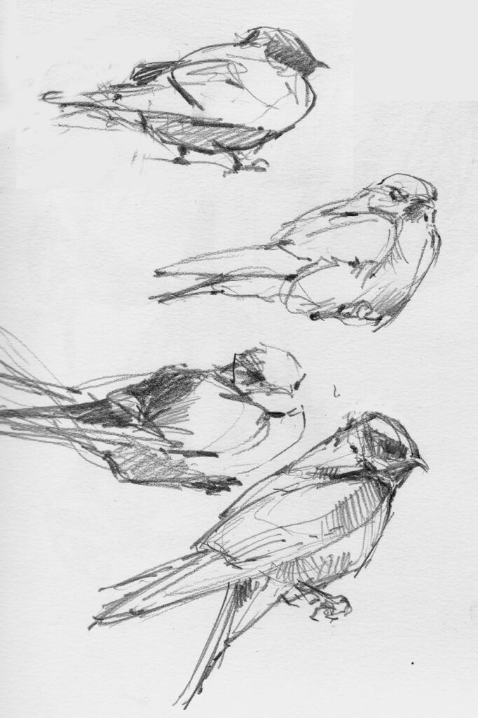 Pencil sketches of small birds in various poses, showcasing detailed feathers and natural resting positions.